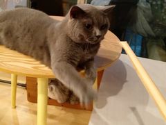 -猫咪派对(江南西店)