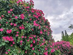 -上海辰山植物园