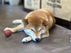 -啡语