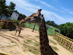 -西霞口神雕山野生动物世界