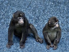 -西岭雪山大飞水景区