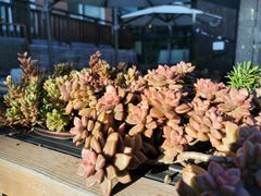 -北马山庄植趣咖啡