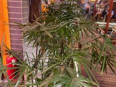 -三道苗苗鱼·美蛙黄辣丁(八里店)