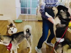 -Husky Go! 哈士奇体验馆·宠物咖啡厅狗咖