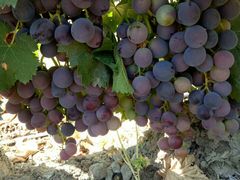 -马陆小张葡萄园农家乐