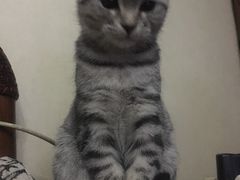 -芭比堂动物医院·犬猫全科·异宠专科(雁塔分院)