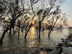 -宝安西湾红树林湿地公园