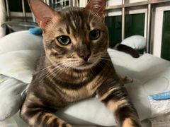 -瑞鹏宠物医院·骨科·猫科·内科(第一中心)