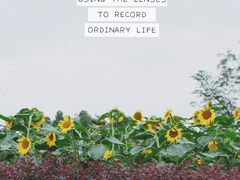 景点-天府芙蓉园