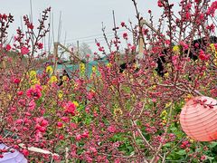 -桃源山庄·水蜜桃采摘·柴火鸡·烧烤团建(龙泉山店)