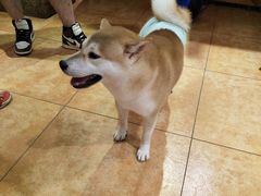 -more than meow吴止猫主题餐厅(承德 中船汇店)