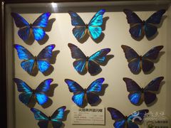 -上海大自然野生昆虫馆