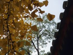 -大觉寺-停车场