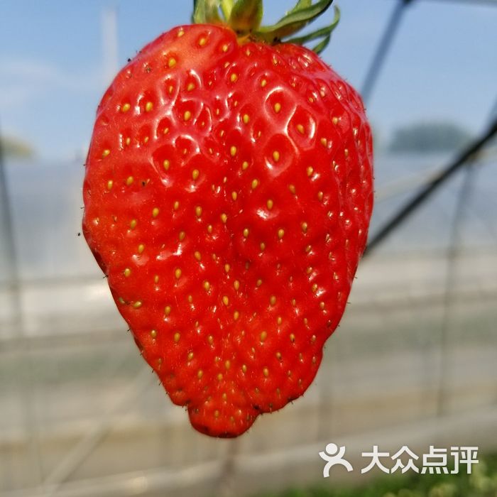 宝山凤冠奶油草莓基地