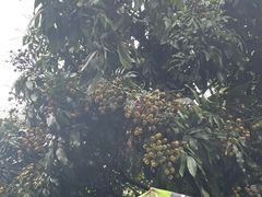 -光明刘冰乳鸽店(光明法政北路店)