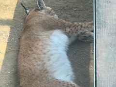 -青藏高原野生动物园