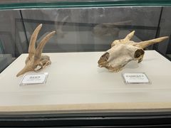 -辽宁古生物博物馆