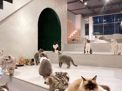-猫儿山۰猫主题餐厅