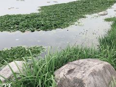 -荷塘月色湿地公园·向阳花洲
