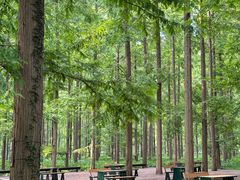 -黄海国家森林公园