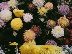 -杭州植物园