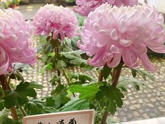 -杭州植物园
