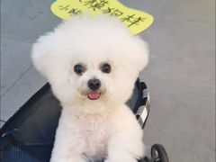 -艾贝尔宠物医院·24H转诊中心·肿瘤猫专科(江宁双龙店)