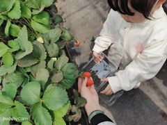 -甜心庄园·甜心草莓采摘园(西青中北店)