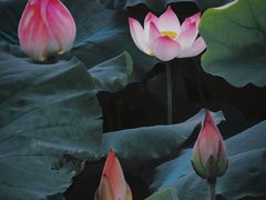 -梁鸿国家湿地公园