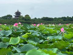 -上海海湾国家森林公园