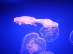 -芜湖新华联大白鲸海洋公园