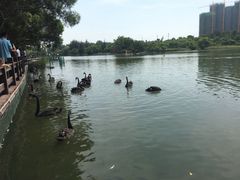 -五缘湾湿地公园
