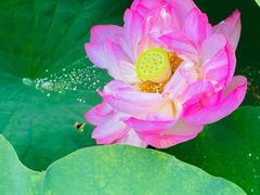 -陈家山荷花公园