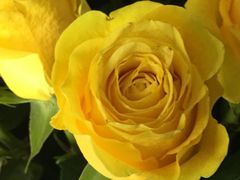 -Butchart布查德鲜花(花艺设计中心)