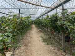 -马陆小张葡萄园农家乐