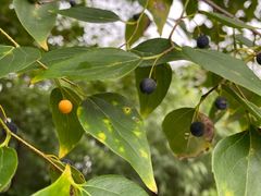 -北京鹫峰国家森林公园