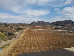 -北京张裕爱斐堡酒庄