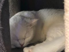 -猫小院猫主题餐厅(三里屯店)