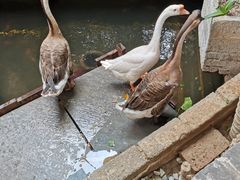 -优之名鹅城