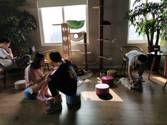 -东方名猫馆·英短金渐层布偶猫舍(环线广场1号楼店)