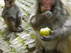 -苏州上方山国家森林公园