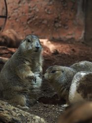 -Zoolung Zoolung动物主题公园(海信广场店)