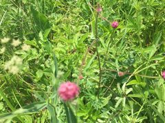 -白草畔自然风景区