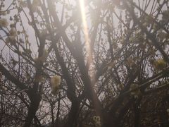 -香雪海