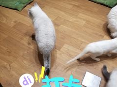 -猫色咖啡·猫咖