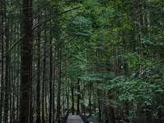 -桤木河湿地公园