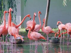 -石家庄市动物园