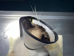 -宠颐生猫科·内科皮肤科(西平世纪城店)