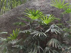 -玉树公园