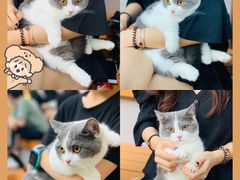 -喜茶(深圳喜荟城店)